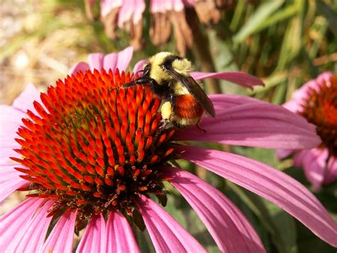 Hours may change under current circumstances Busy Bee | I found this interesting pairing on a beautiful ...