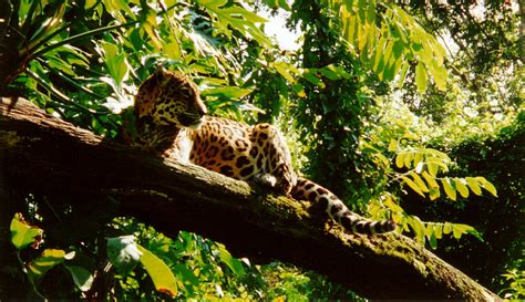 Bank jaguar is on facebook. Horseback Riding at Banana Bank Lodge