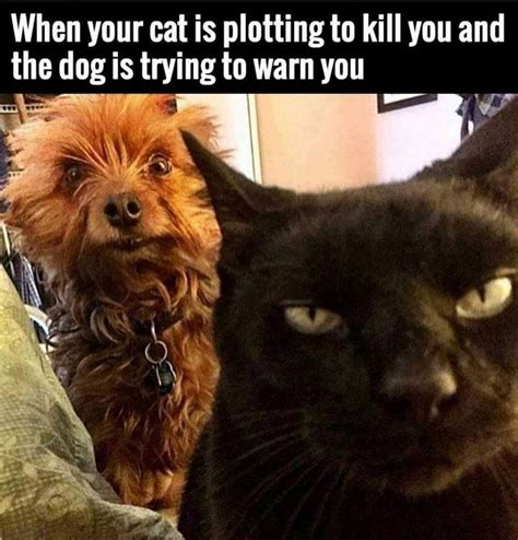 Pin By Anne J On Funny Funny Dogs Funny Animals Cat Memes