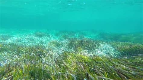 Diving Underwater On Seagrass Posidonia Stock Footage Video 100