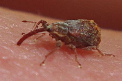 Oviposition damage is more economically significant than feeding damage. Apple Curculio - Walden Heights