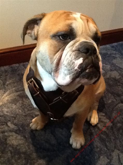 Find english bulldog harness from a vast selection of harnesses. Safety Dog Harness for English Bulldog