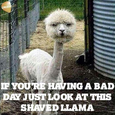Shaved Llama Animal Memes Funny Animal Quotes Cute Funny Animals