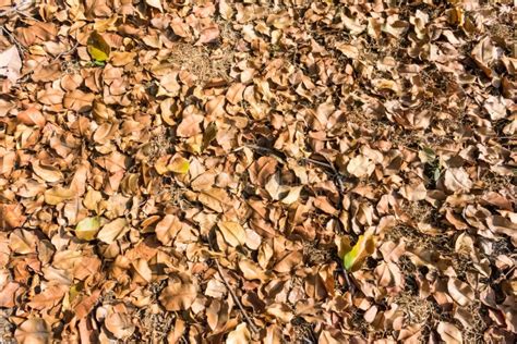 Dry Leaf At Ground Level In Forest Close View Stock Photo Image Of