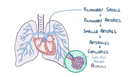 Pulmonary Embolism Video Anatomy And Definition Osmosis