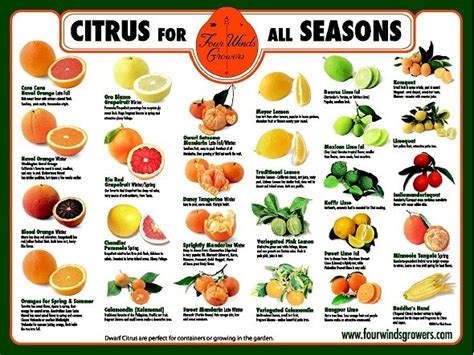 Citrus For All Seasons Poster Citrus Trees Citrus Growers