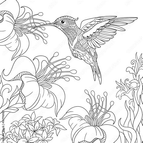 Coloring Page Of Hummingbird And Hibiscus Flowers Freehand Sketch
