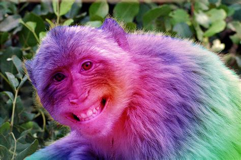 Rainbow Monkey By Xd San On Deviantart