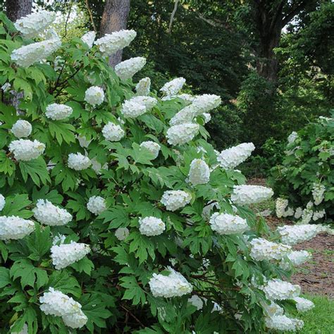 Snow Queen Oakleaf Hydrangea New Blooms Nursery