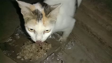 Karena kandungan kalori pada makanan ini dirasa pas dan tak berlebihan. Buatin Menu Makan Malam si Empus Yang Lagi Nyusuin 2 ...