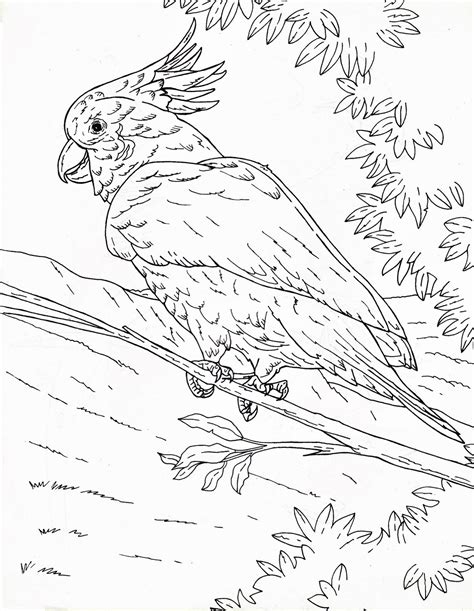Gambar Isawa Bogor Burung Kakak Tua Gambar Ilustrasi Binatang Udara Di