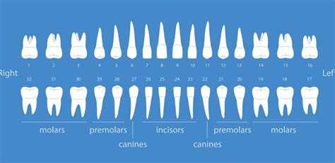 What Are The Different Types Of Teeth And Their Functions Dentek