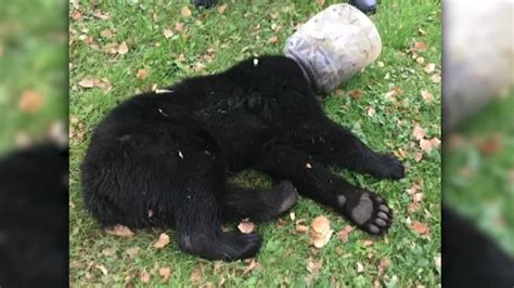 Bear Cub Returns To Woods After Getting Head Stuck In A Plastic Jar 6abc Philadelphia
