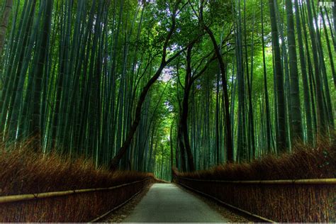 The Most Beautiful Bamboo Forest In Japan Beautiful