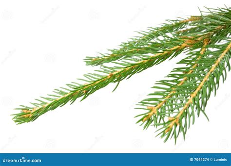 Spruce Branch Stock Photo Image Of Plain Living Isolated 7044274