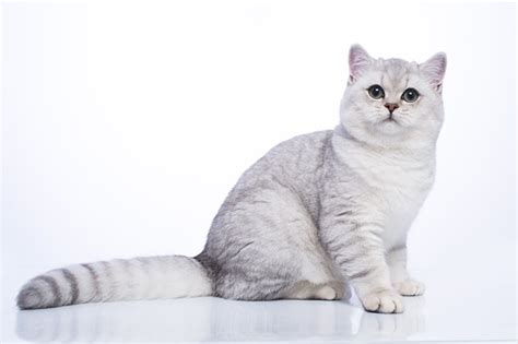 Chinchilla British Shorthair Cat Facts Origin And History With