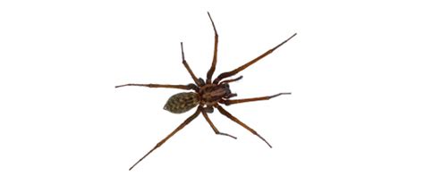 Then we'll perform a detailed inspection of the home or business, taking. Bug Master Pest Control: Missoula, Kalispell, MT ...