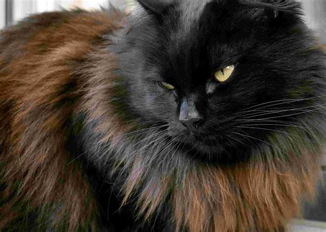 Cat Norwegian Forest For Sale Cat Meme Stock Pictures And Photos