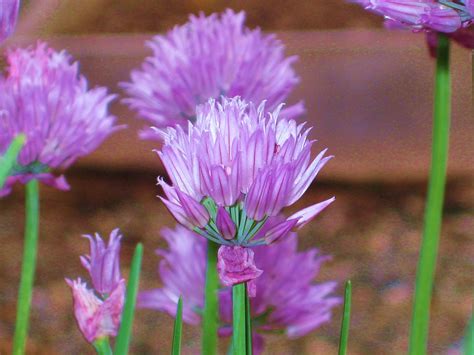 Chive Blossom Vinegar