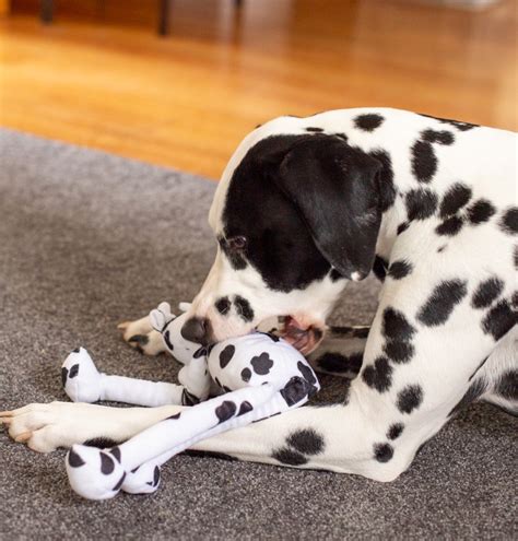 Why Are Dalmatian Puppies Born Without Spots