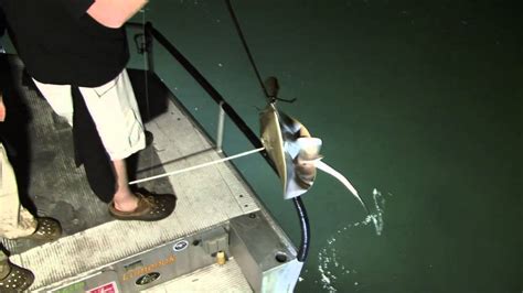We did not find results for: Nighttime Stingray Bowfishing - YouTube