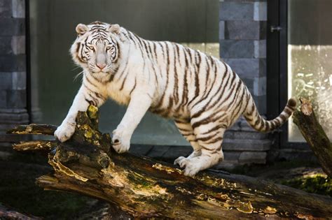 Gambar Hewan Margasatwa Kebun Binatang Licik Binatang Menyusui