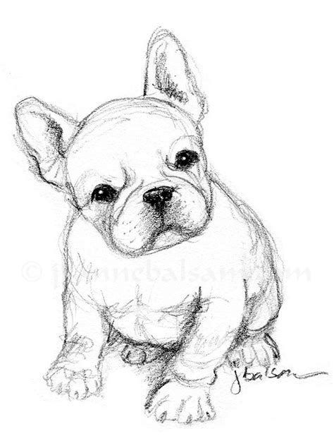 Winsome Frenchie Pup Sketch | Animal sketches, Animal drawings, Easy