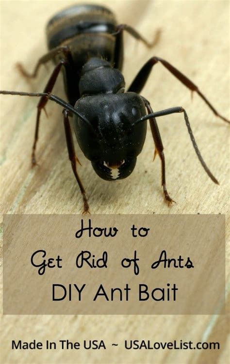 4) fill the plastic container about half full with the powder. How to Get Rid of Ants with DIY Ant Bait Using Safe, Made ...
