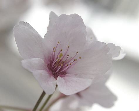 Single Cherry Blossom Flickr Photo Sharing