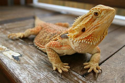 Bearded Dragon Wallpapers Top Free Bearded Dragon Backgrounds