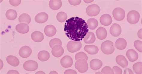 Basophils And The Immune System Facty Health
