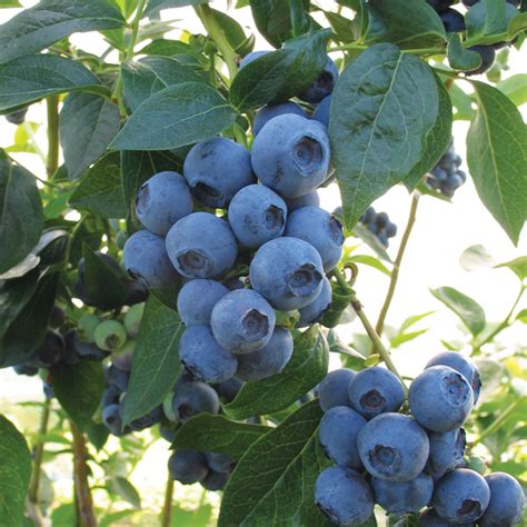 Blueberry Aurora Plant From Mr Fothergills Seeds And Plants