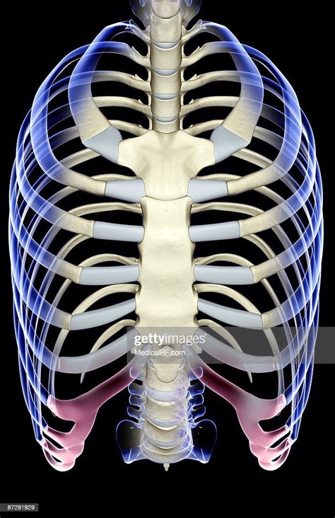 The Thorax High Res Vector Graphic Getty Images