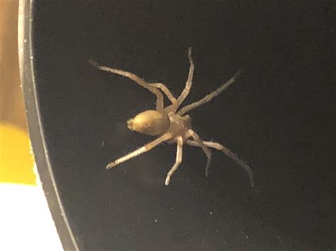 Cheiracanthium Mildei Long Legged Sac Spider In El Cajon California