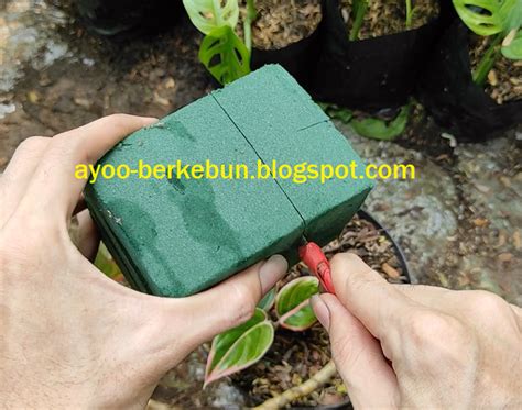 We did not find results for: Cara Menanam Aglonema Yang Patah Tanpa Akar - Ayo-Berkebun