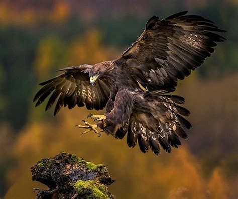 Rüya Tabirleri | Yırtıcı kuşlar, Hayvanlar, Kartal