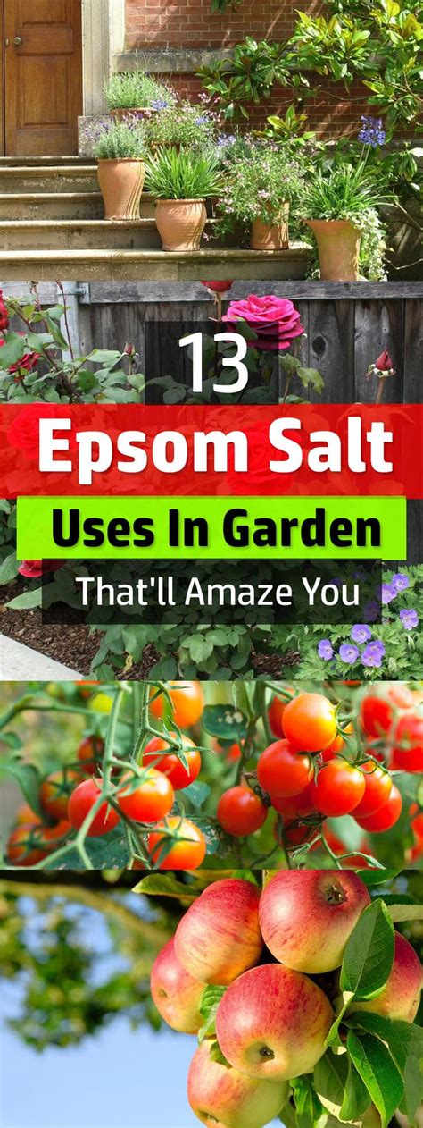 13 Epsom Salt Uses In Garden Thatll Amaze You Balcony Garden Web