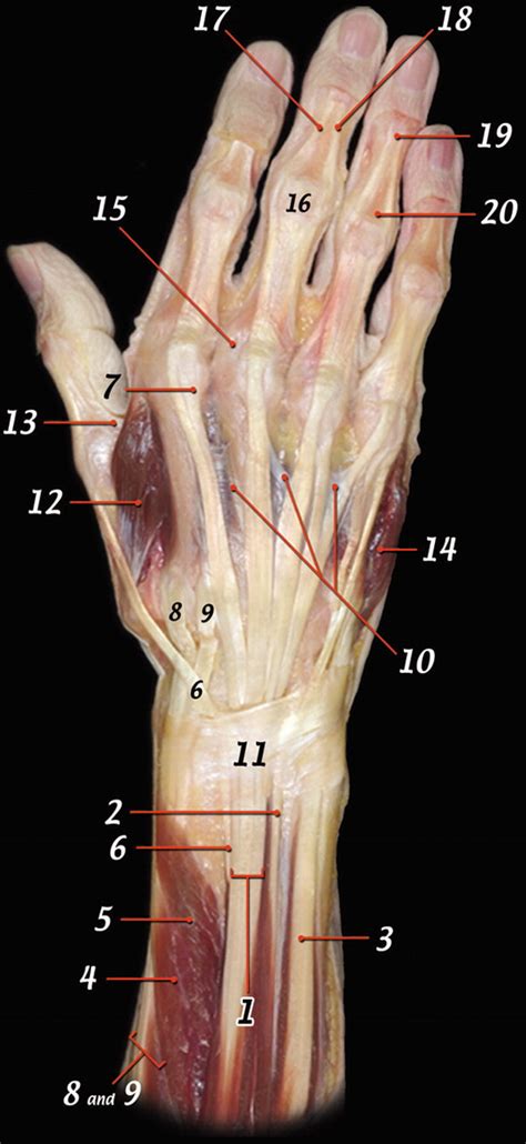 Hand Anatomy Tendon Extensor
