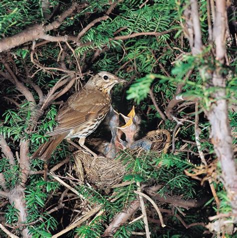 Hedge Management And The Bird Nesting Season Department Of