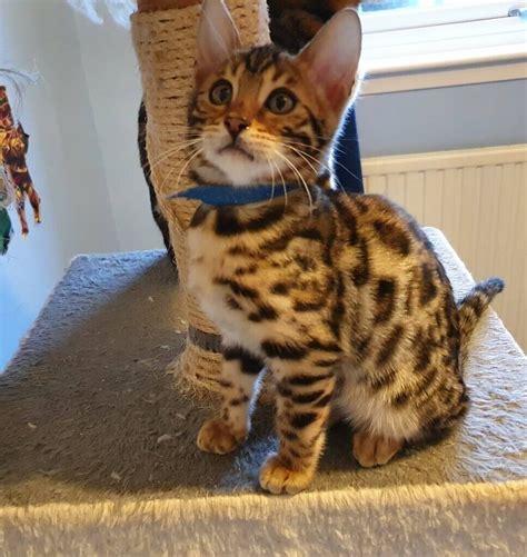 Pure Bengal Kittens For Sale All Kittens Are Sold In Fraserburgh