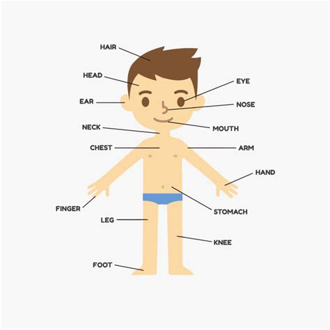 Get an accurate measurement of the different areas of your body including chest, waist, hips, and inseam by following these easy body start at one hip and wrap the tape measure around your rear, around the other hip, and back to where you started. Human Body Parts Png & Free Human Body Parts.png ...