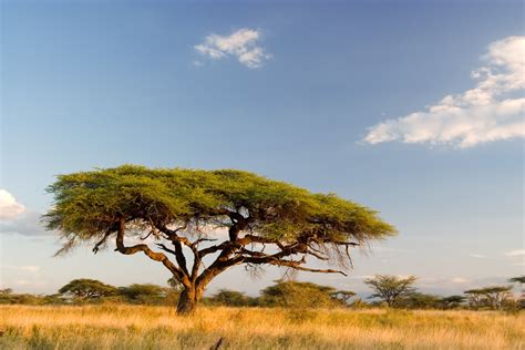 African Landscape Kenya Landscape Wallpaper Landscape Photography