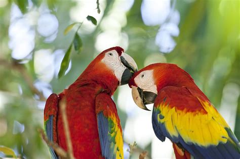 scarlet macaws photograph by science photo library fine art america