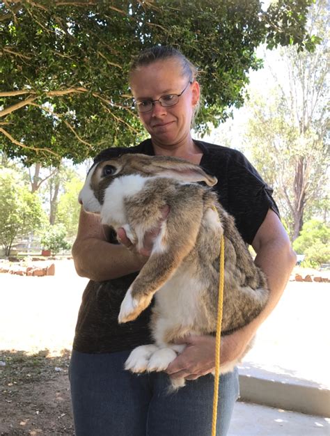 Rabbit Rescue Sanctuary Giant Rabbits For Adoption