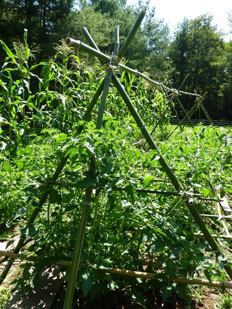 The Culinary Herb Farm Building A Tomato Trellis Out Of Bamboo