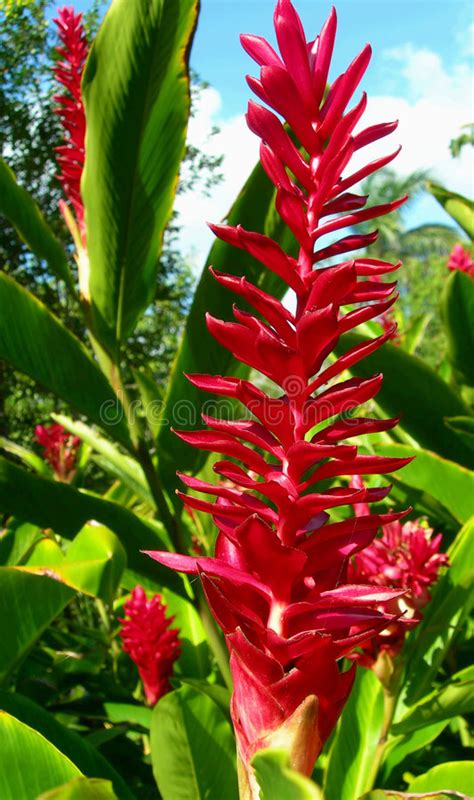Red Tropical Flower Stock Photo Image 5927380