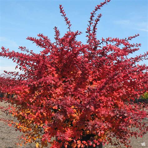 Barberry Crimson Pygmy — Green Acres Nursery And Supply