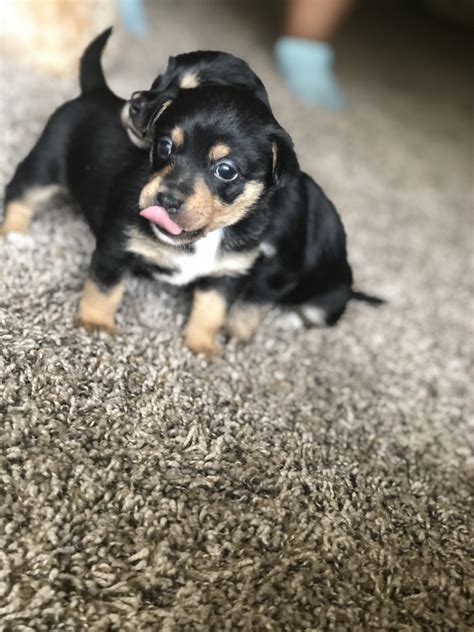 Our corgi puppy was delivered one week after purchase. Pembroke Welsh Corgi Puppies For Sale | Memphis, TN #302584