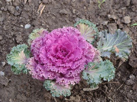 Chidori Red Ornamental Kale The Plant Is Brassica Oleracea Flickr