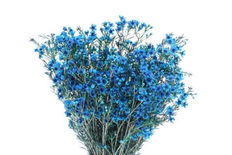 Blue Wax Flower 14 Bunch J R Roses Wholesale Flowers